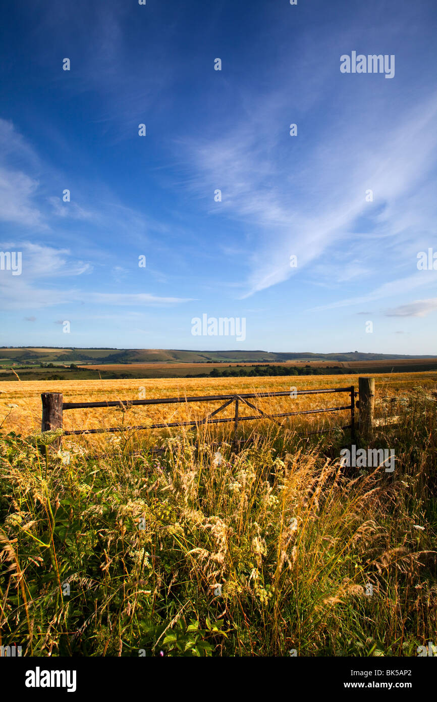 A view of a gate into a field of wheat under a blue summer sky looking towards Win Green Wiltshire Stock Photo