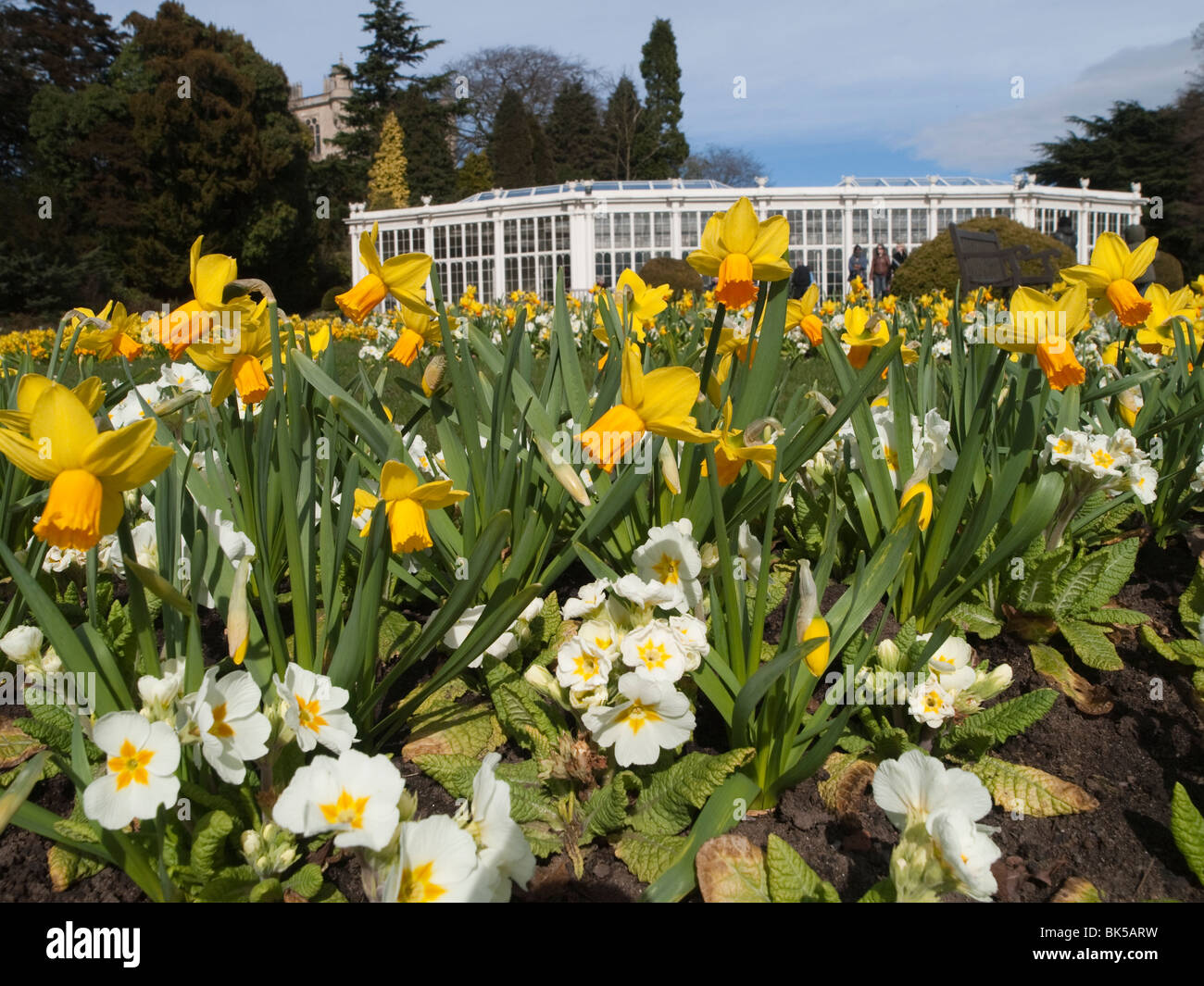 Spring flowers and daffodils in the formal gardens at Wollaton Hall ...