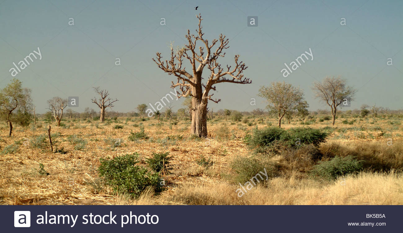 Mali Baobab Stock Photos & Mali Baobab Stock Images Alamy