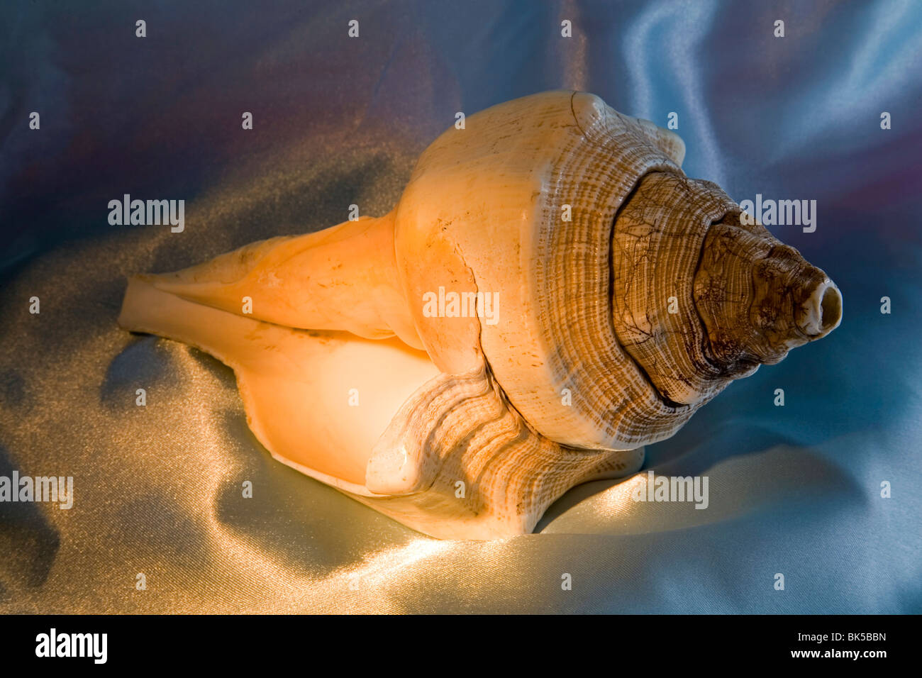 A hundred year old antique petrified conch shell Stock Photo Alamy