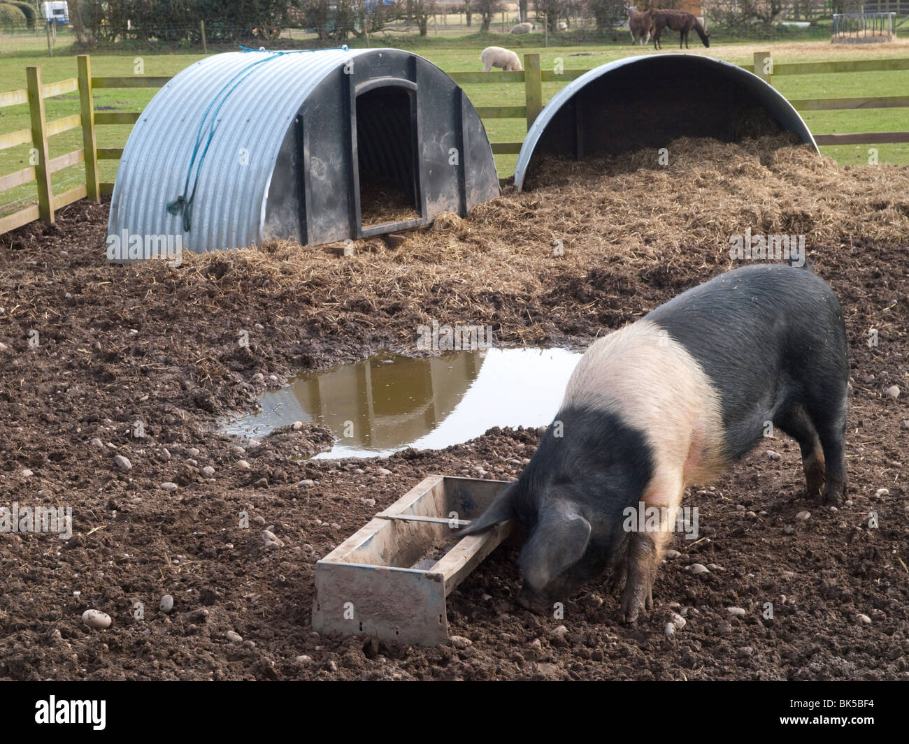 A pig feeding from a trough at the White Post Farm Centre in