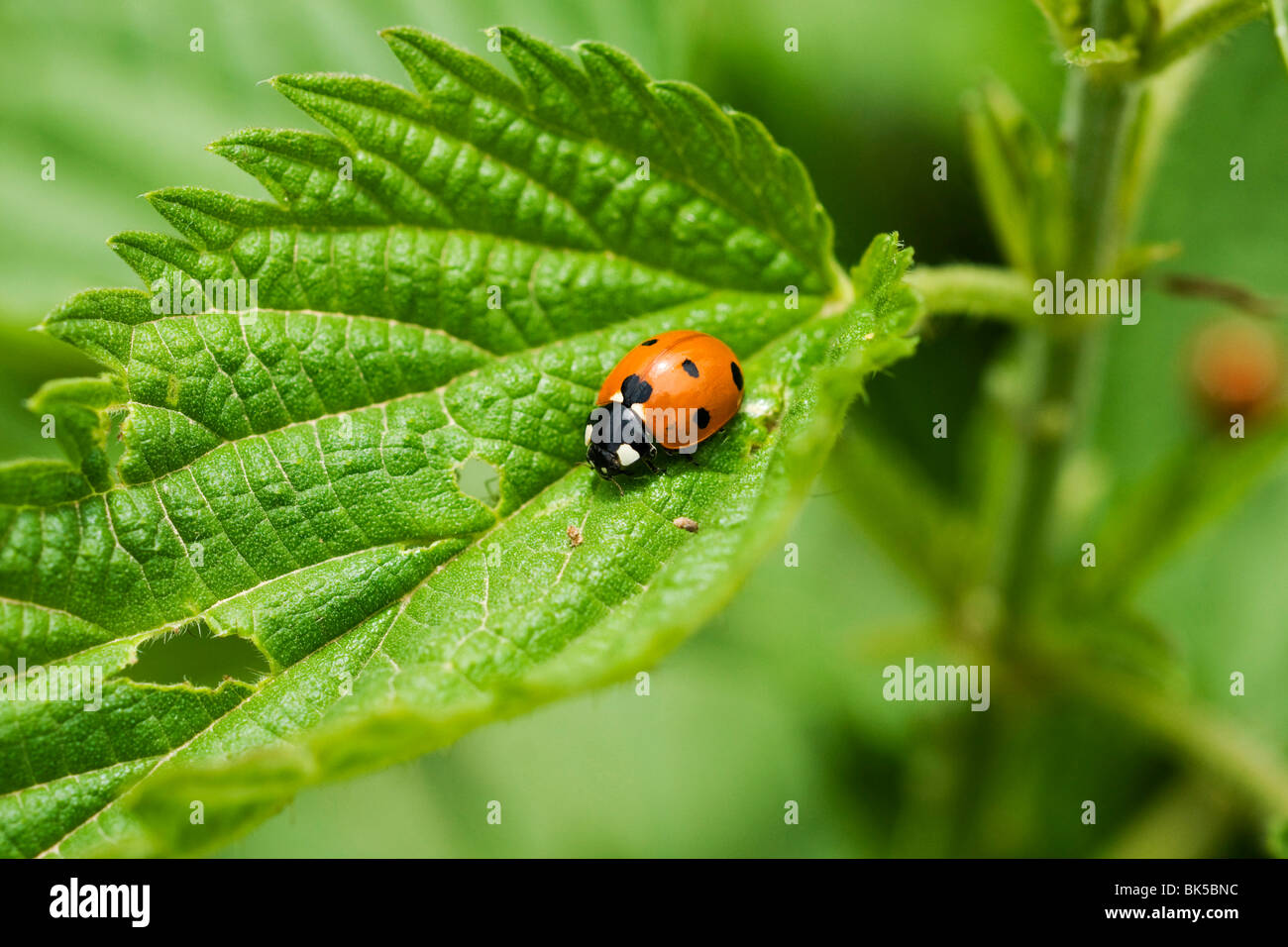 Ladybird on the leaf Stock Photo
