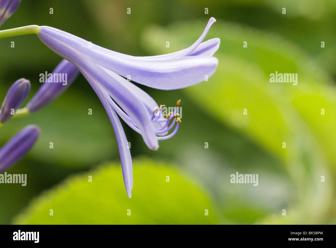 Agapanthus flower Stock Photo