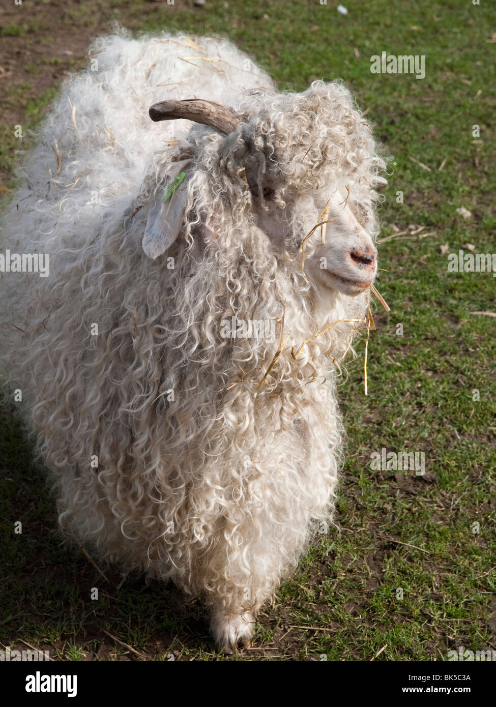 Curly haired sheep High Resolution Stock Photography and Images - Alamy