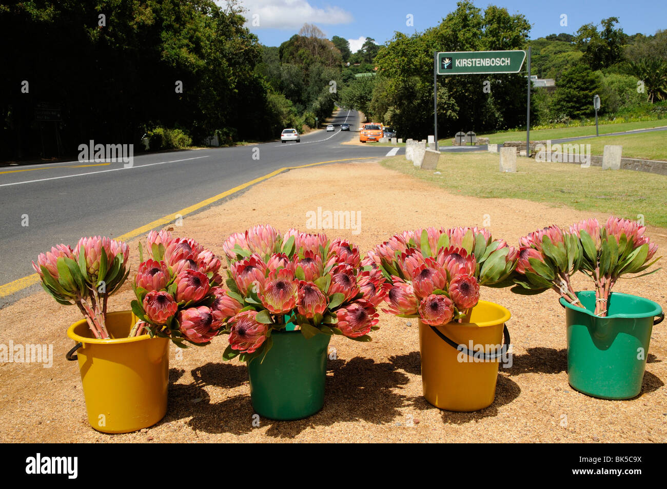 Protea flowers on sale at the roadside outside the Kirstenbosch Botanic gardens in Cape Town South Africa Stock Photo