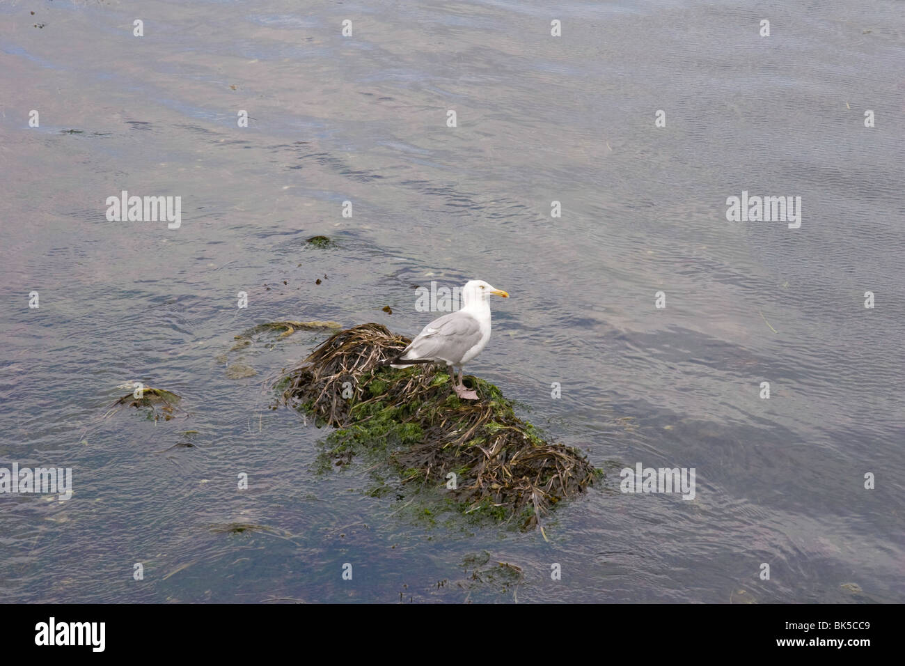 Vinalhaven maine hires stock photography and images Alamy