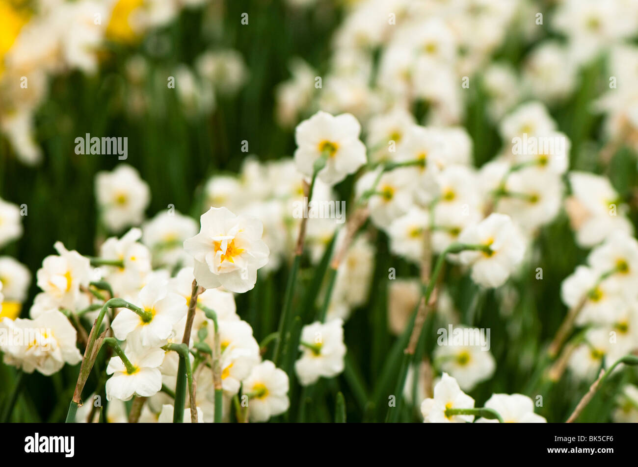 Daffodil 'Cheerfulness' at The Eden Project in Cornwall Stock Photo