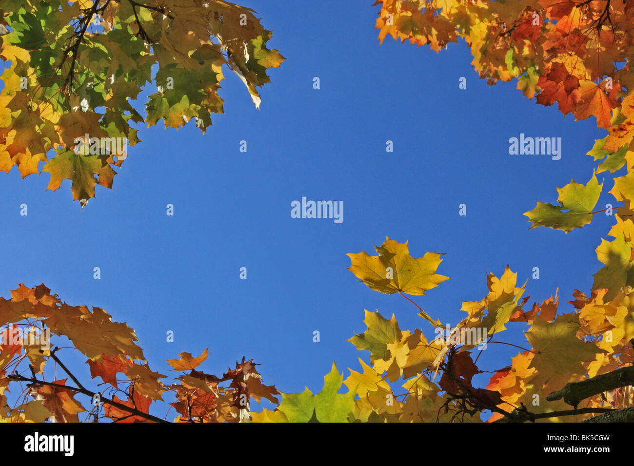 Looking upwards at brightly coloured Autumn leaves against a blue sky. Stock Photo