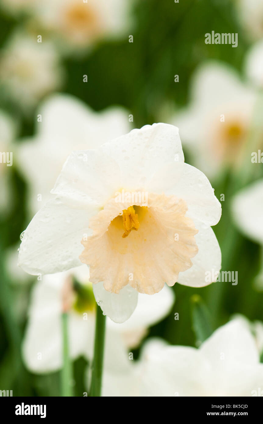 Daffodil 'Pink Smiles' at The Eden Project Stock Photo