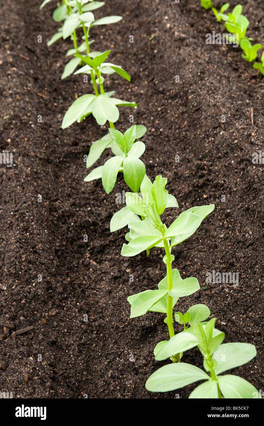 Hintal hi-res stock photography and images - Alamy