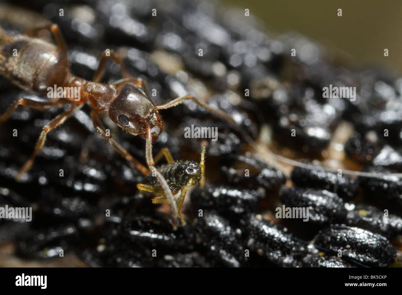 Ant (Lasius niger, Black Garden Ant) watching over a hatching aphid (Lachnus roboris) Stock Photo