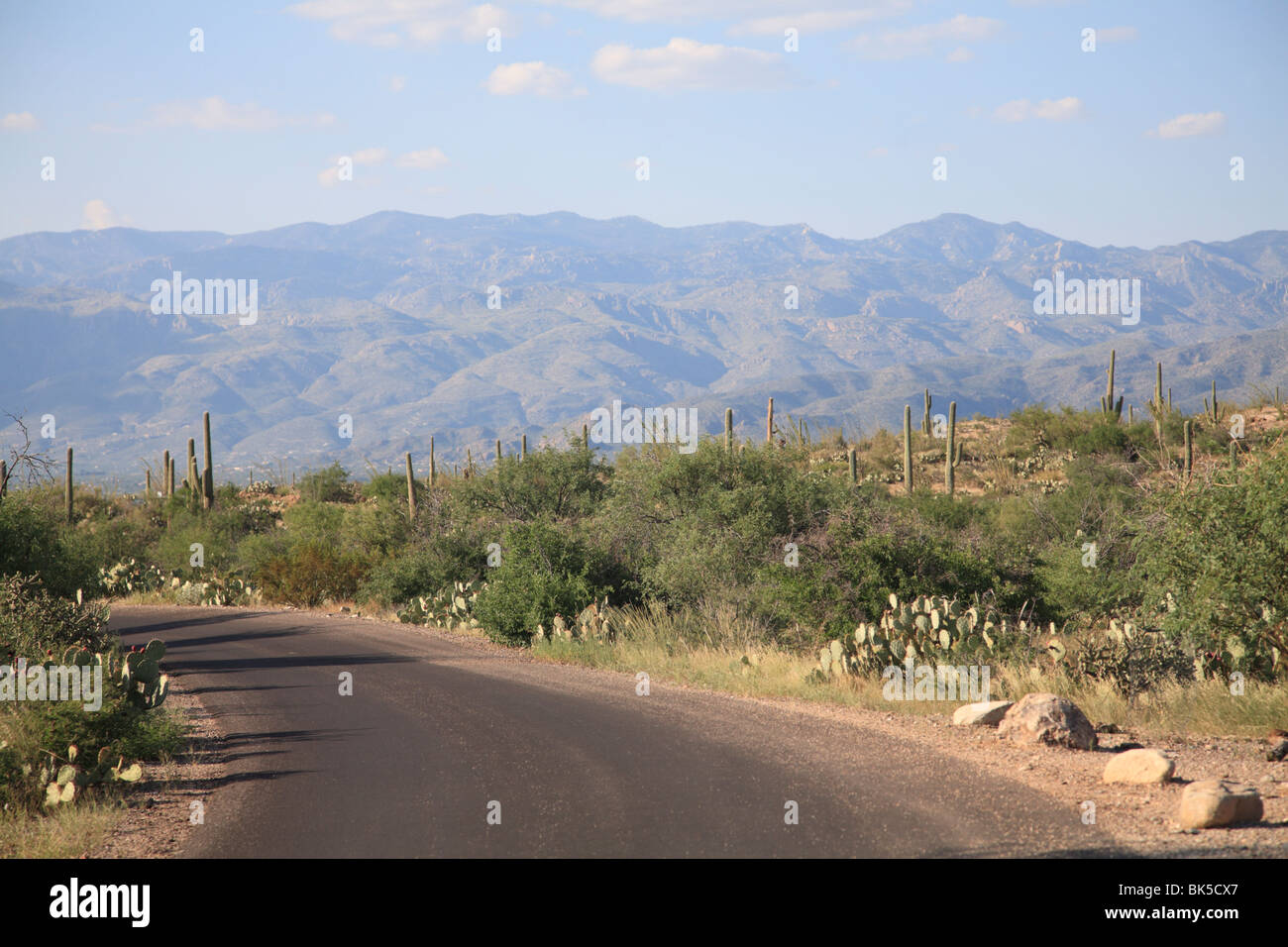 Saguaro National Park, Rincon Mountain District, Tucson, Arizona, United States of America, North America Stock Photo