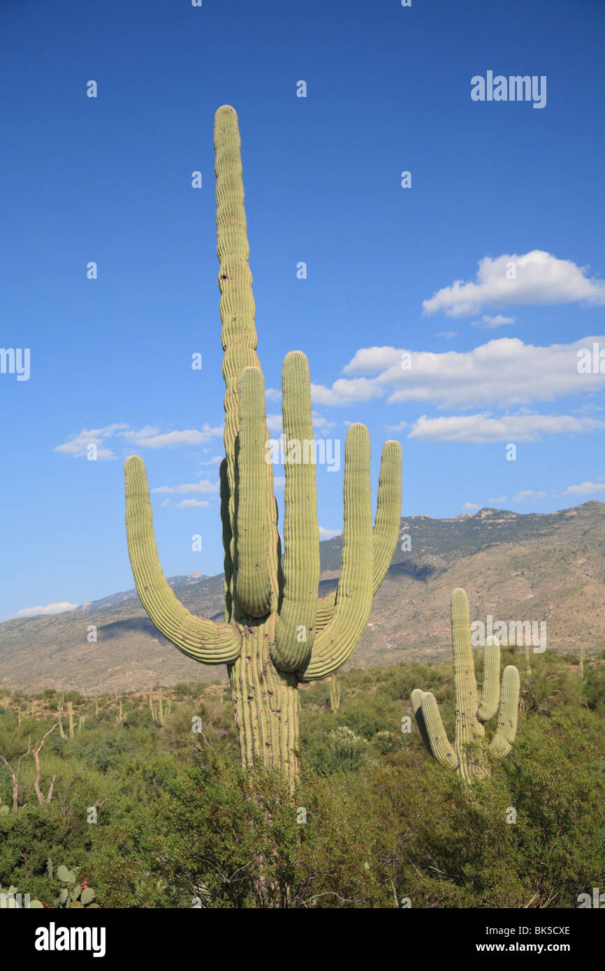 Saguaro cacti, Saguaro National Park, Rincon Mountain District, Tucson, Arizona, United States of America, North America Stock Photo
