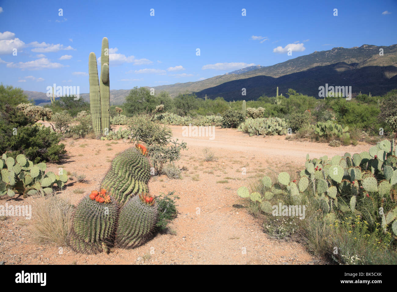 Saguaro cacti and barrel cacti in bloom, Saguaro National Park, Rincon Mountain District, Tucson, Arizona, USA Stock Photo