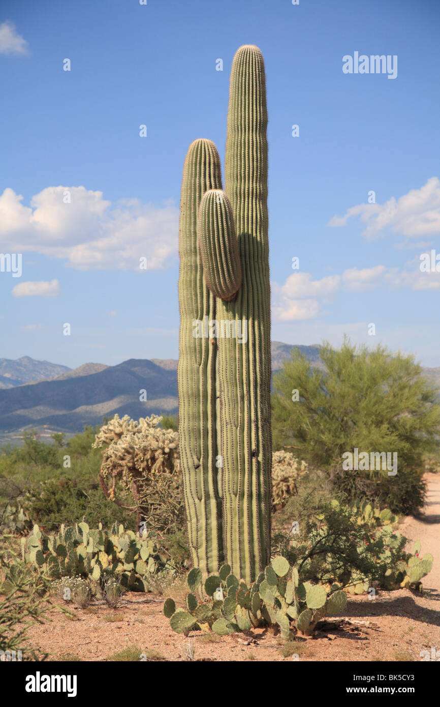 Saguaro cactus, Saguaro National Park, Rincon Mountain District, Tucson, Arizona, United States of America, North America Stock Photo