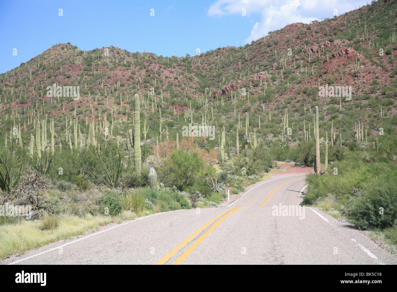 Saguaro cacti, Saguaro National Park, Tuscon Mountain District west unit, Tucson, Arizona, United States of America Stock Photo