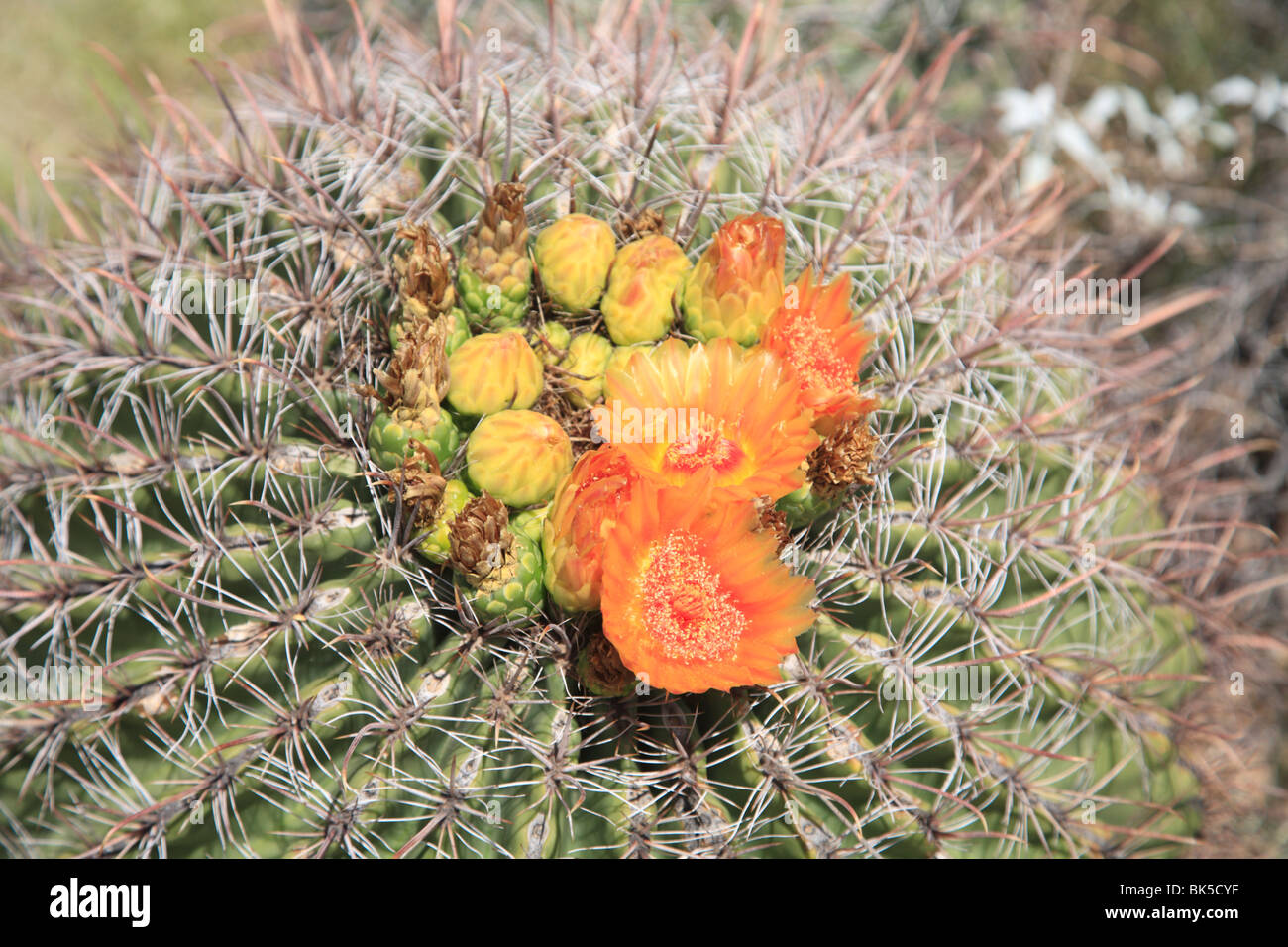 Barrel cactus in bloom, Saguaro National Park, Tuscon Mountain District west unit, Tucson, Arizona, USA Stock Photo