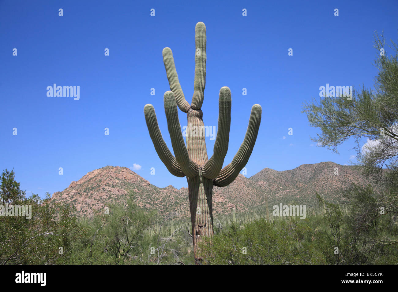 Saguaro cactus, Saguaro National Park, Tuscon Mountain District west unit, Tucson, Arizona, United States of America Stock Photo