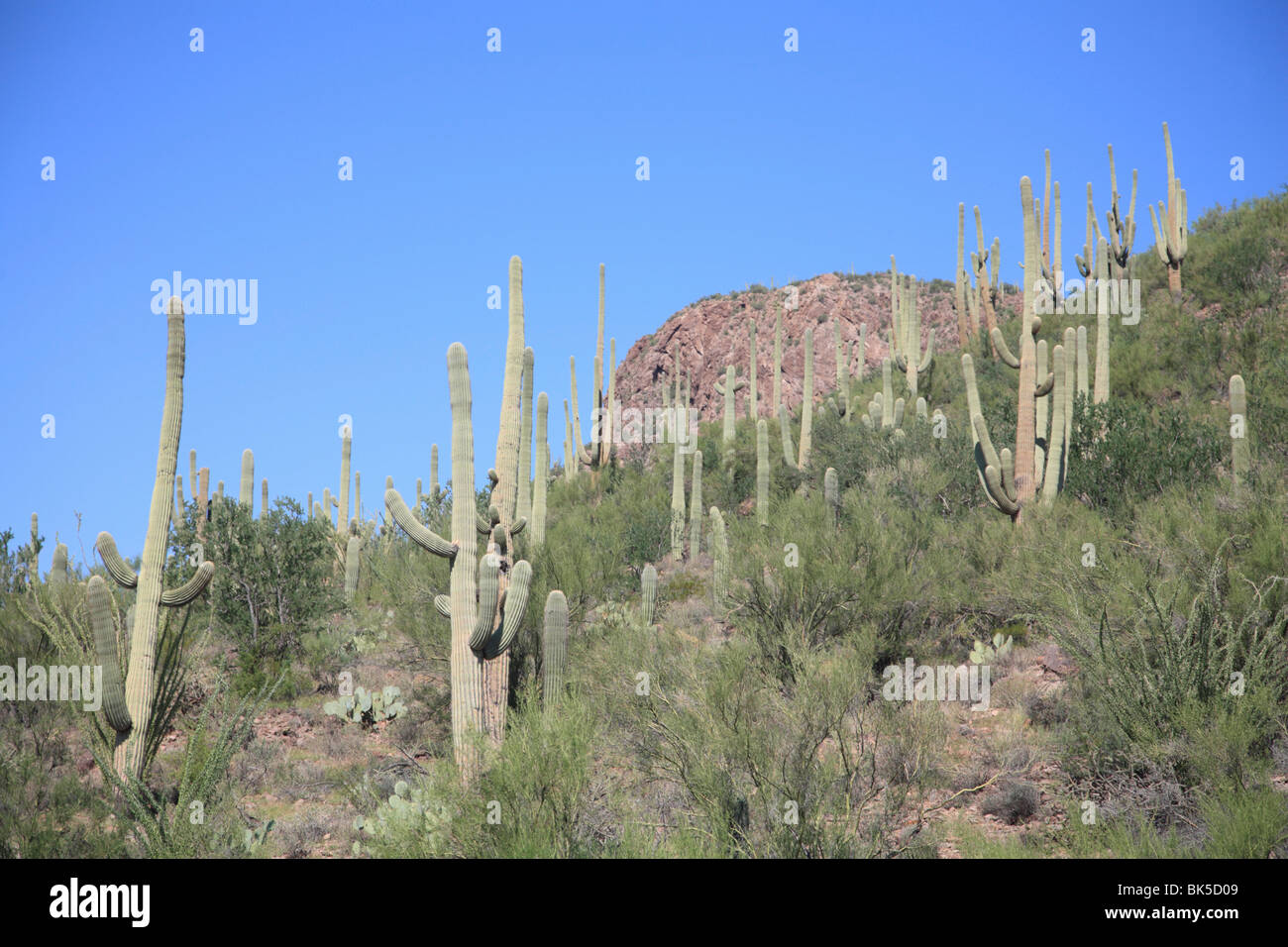Saguaro cacti, Saguaro National Park, Tuscon Mountain District west unit, Tucson, Arizona, United States of America Stock Photo