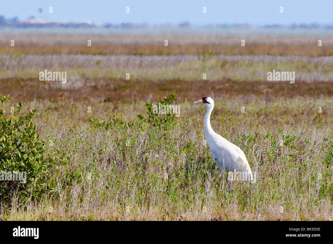 Whooping crane, Texas, United States of America, North America Stock Photo