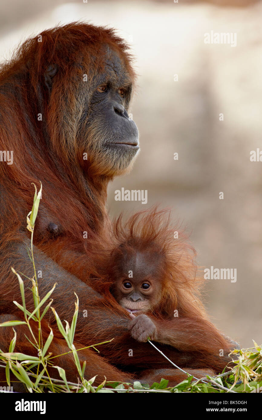 Orangutan and 6-month old baby in captivity, Rio Grande Zoo, Albuquerque, New Mexico, USA Stock Photo