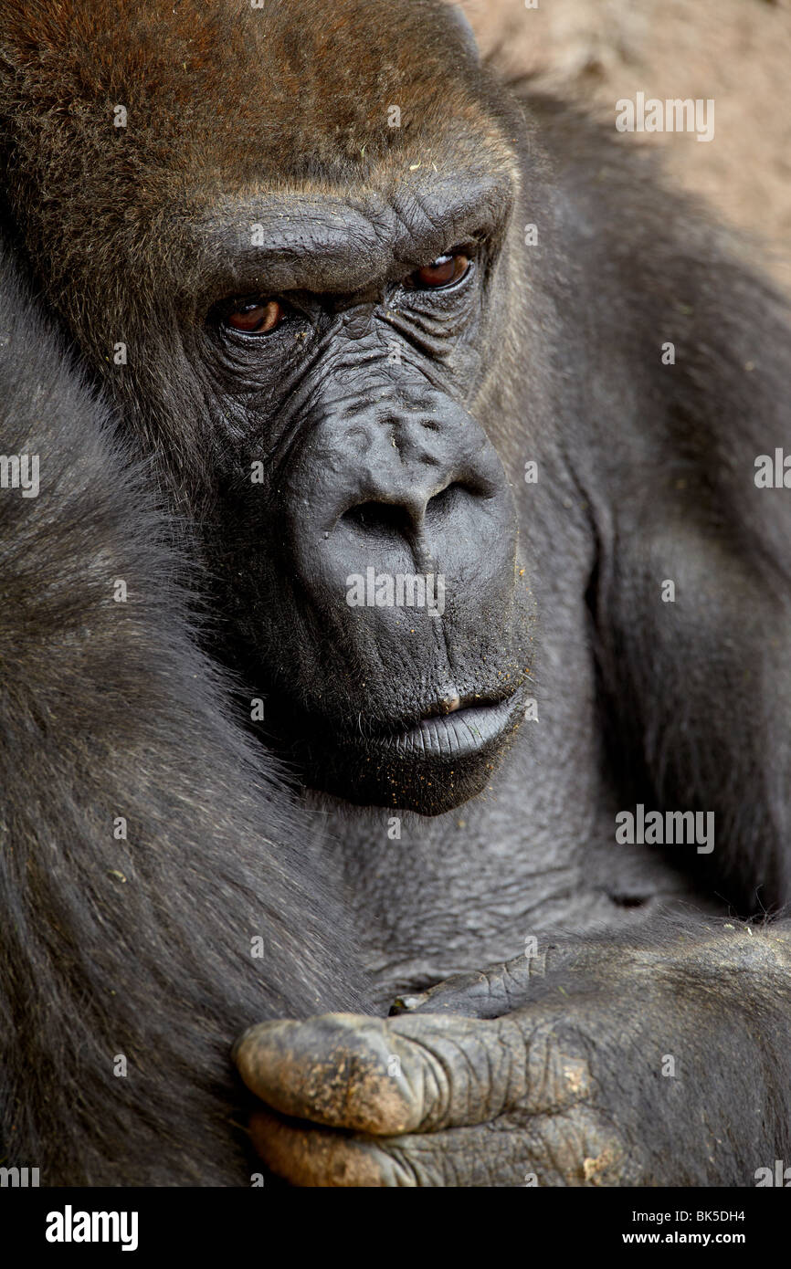 Female Western lowland gorilla in captivity, Rio Grande Zoo, Albuquerque, New Mexico, USA Stock Photo