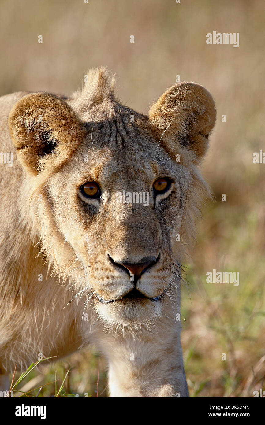 Young male lion (Panthera leo), Masai Mara National Reserve, Kenya ...