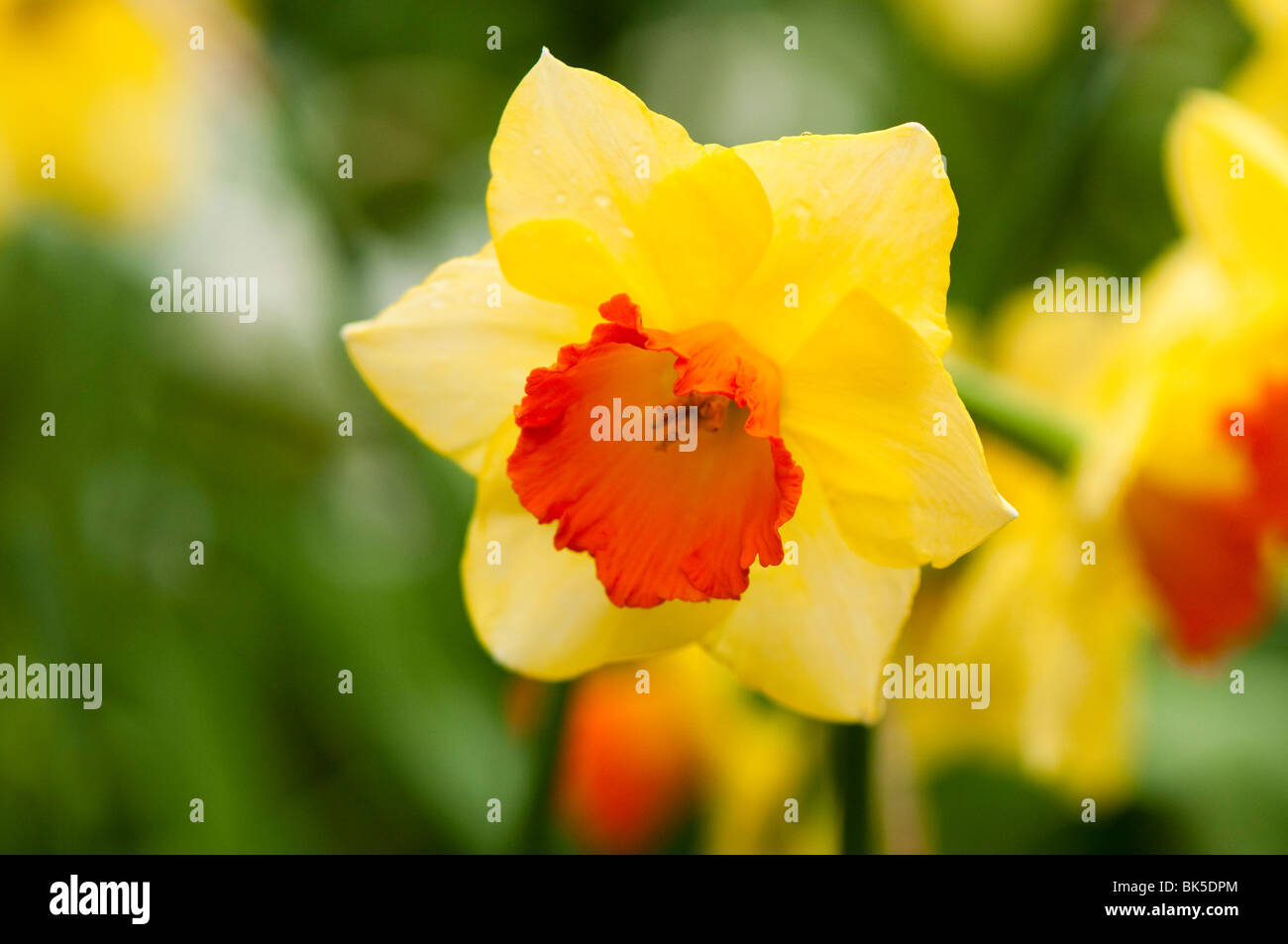 Daffodil 'Joke Fulmer' in bloom' at The Eden Poject in Cornwall Stock Photo
