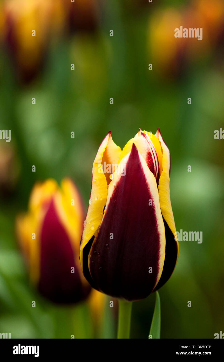 Tulip 'Gavota' in bloom at The Eden Project Stock Photo