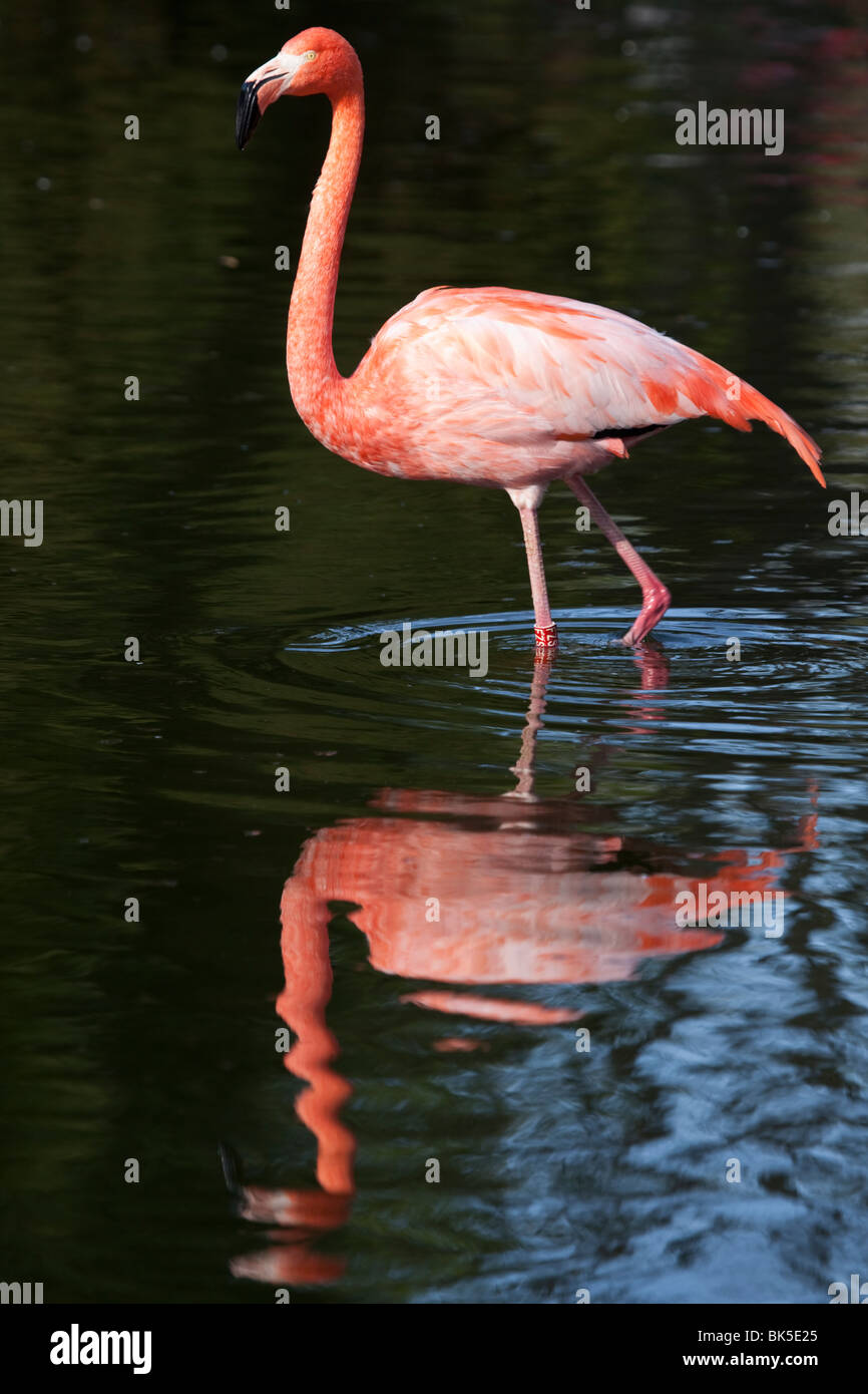 Flamingo in the sea Stock Photo