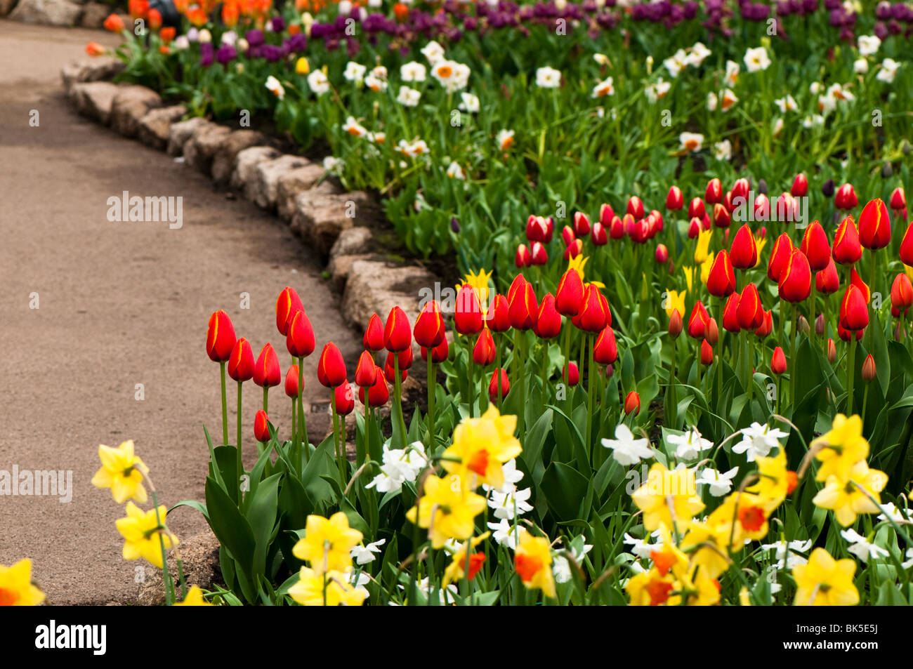 Mixed tulip and daffodil display inside the Mediterranean Biome at The Eden Project in Cornwall in Spring Stock Photo