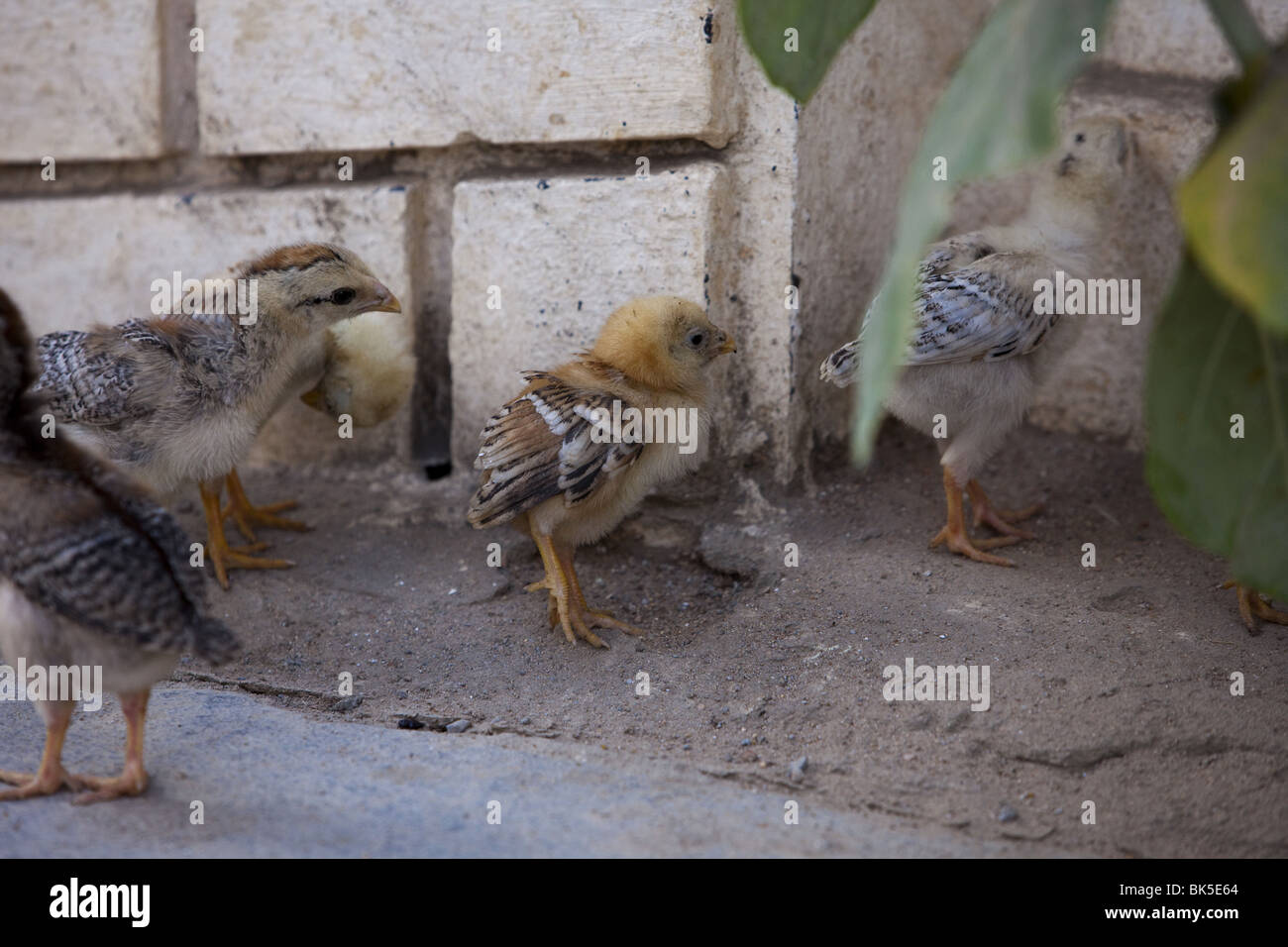 Indian chicken chicks hires stock photography and images Alamy