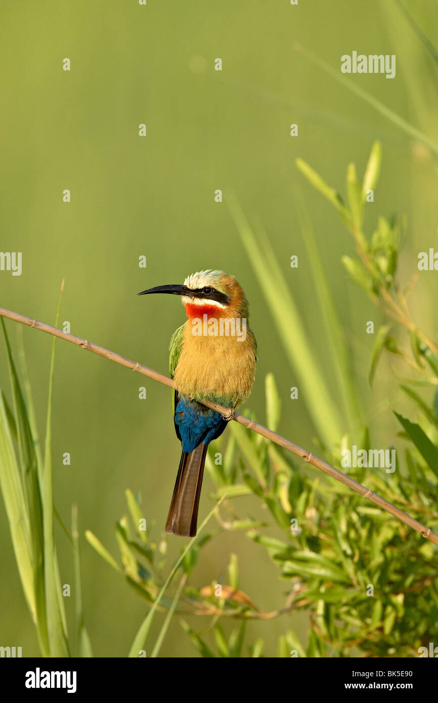 White-fronted bee-eater (Merops bullockoides), Kruger National Park, South Africa, Africa Stock Photo