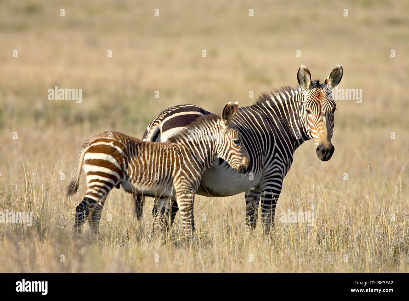 Cape mountain zebra (Equus zebra zebra) mother and foal, Mountain Zebra National Park, South Africa, Africa Stock Photo