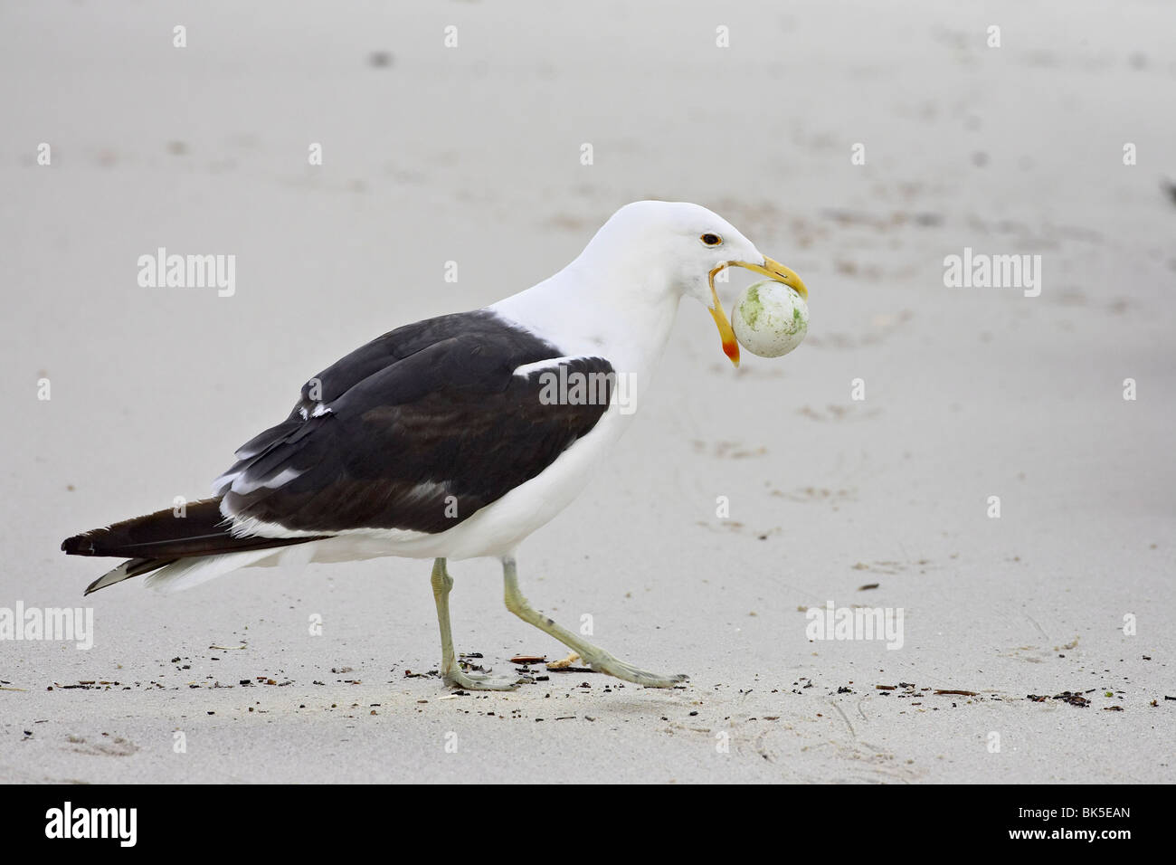 Cape gull (Larus vetula) with African penguin (Spheniscus demersus) egg, Boulders Beach, Simons Town, South Africa, Africa Stock Photo