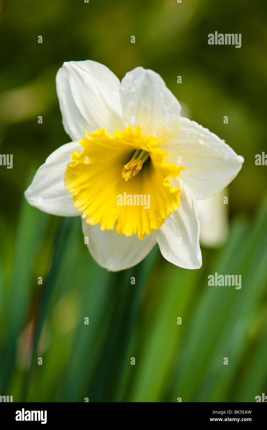 Close up of a two-tone daffodil in bloom Stock Photo