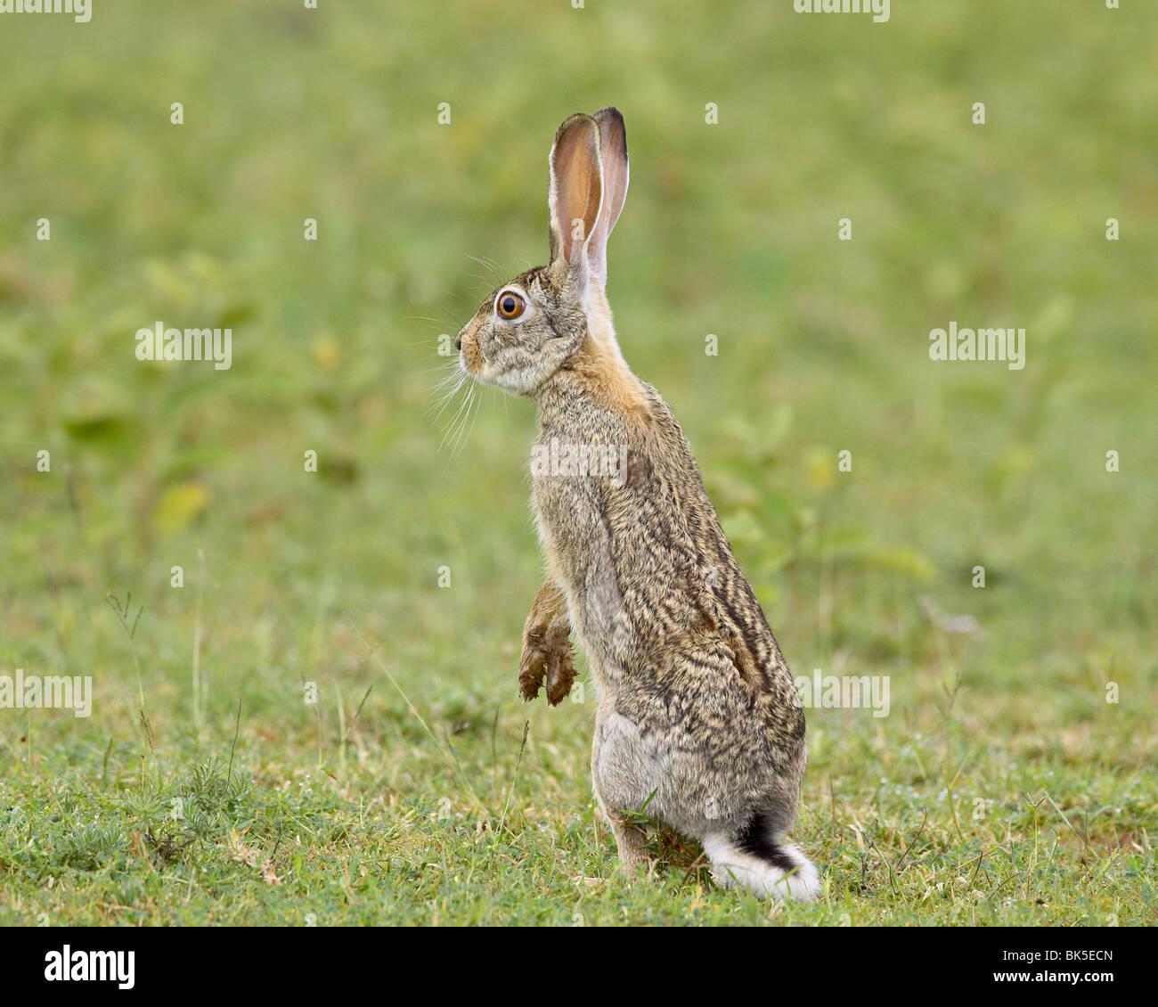 African hare (Cape hare) (brown hare) (Lepus capensis), Serengeti National Park, Tanzania, East Africa, Africa Stock Photo