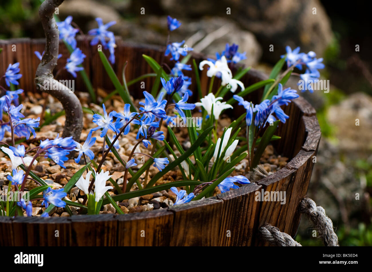 Chionodoxa Luciliae Alba and Chionodoxa Forbesii, Glory of the Snow in a container flower Stock Photo
