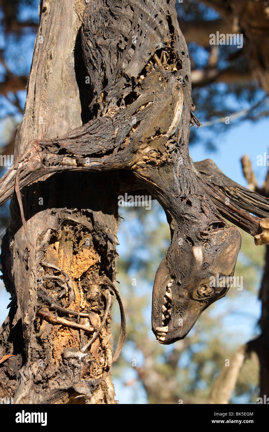 Feral dogs shot and hung up on a road side tree near Lake Eucumbene, Australia, by a farmer whose sheep were being attacked Stock Photo