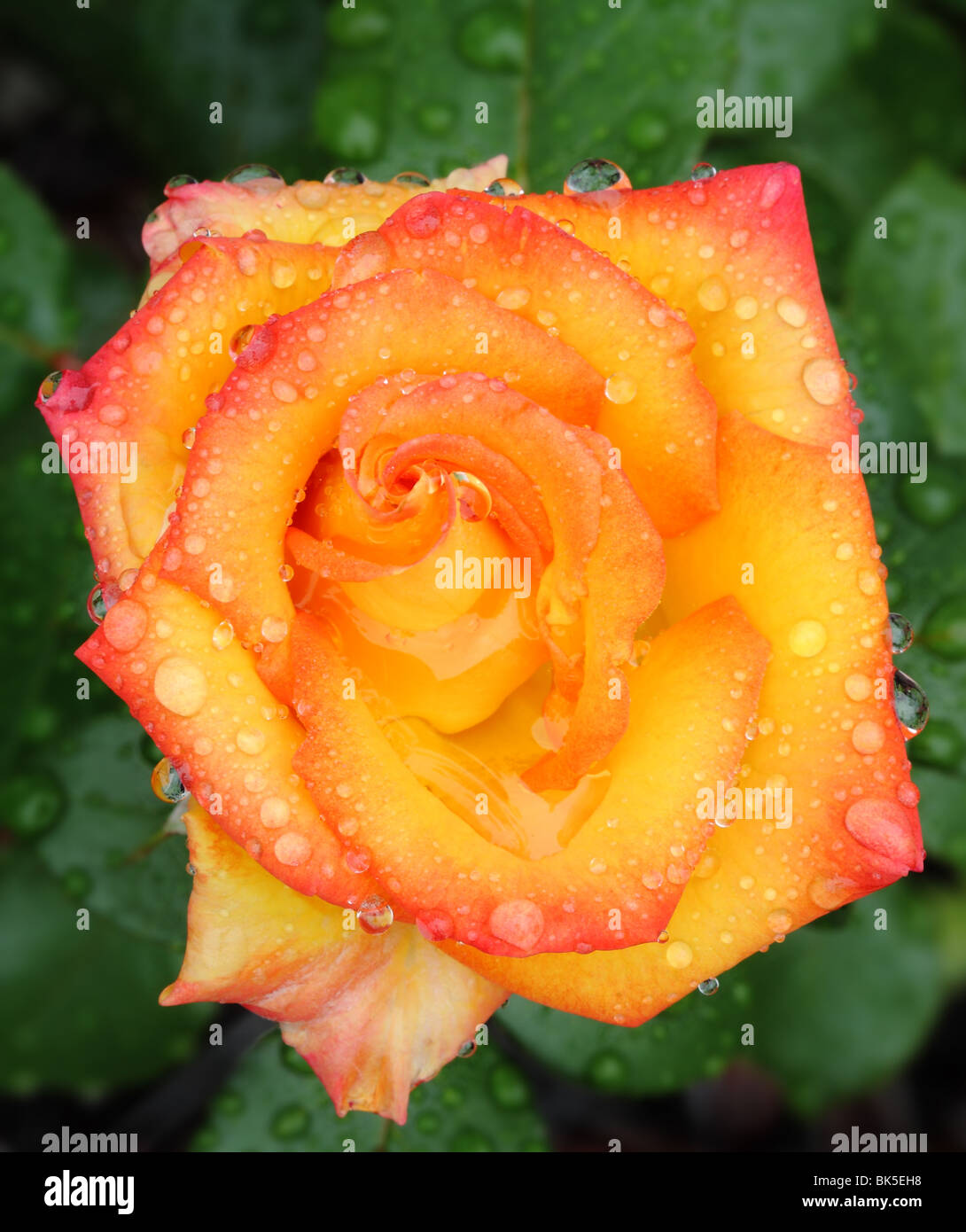 Yellow rose rosa dew drops hi-res stock photography and images - Alamy