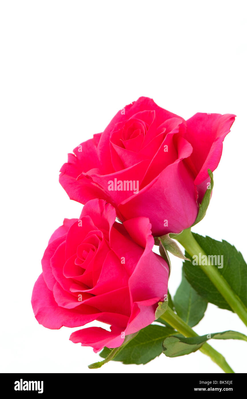 Two cerise pink roses in bloom against a white background Stock Photo
