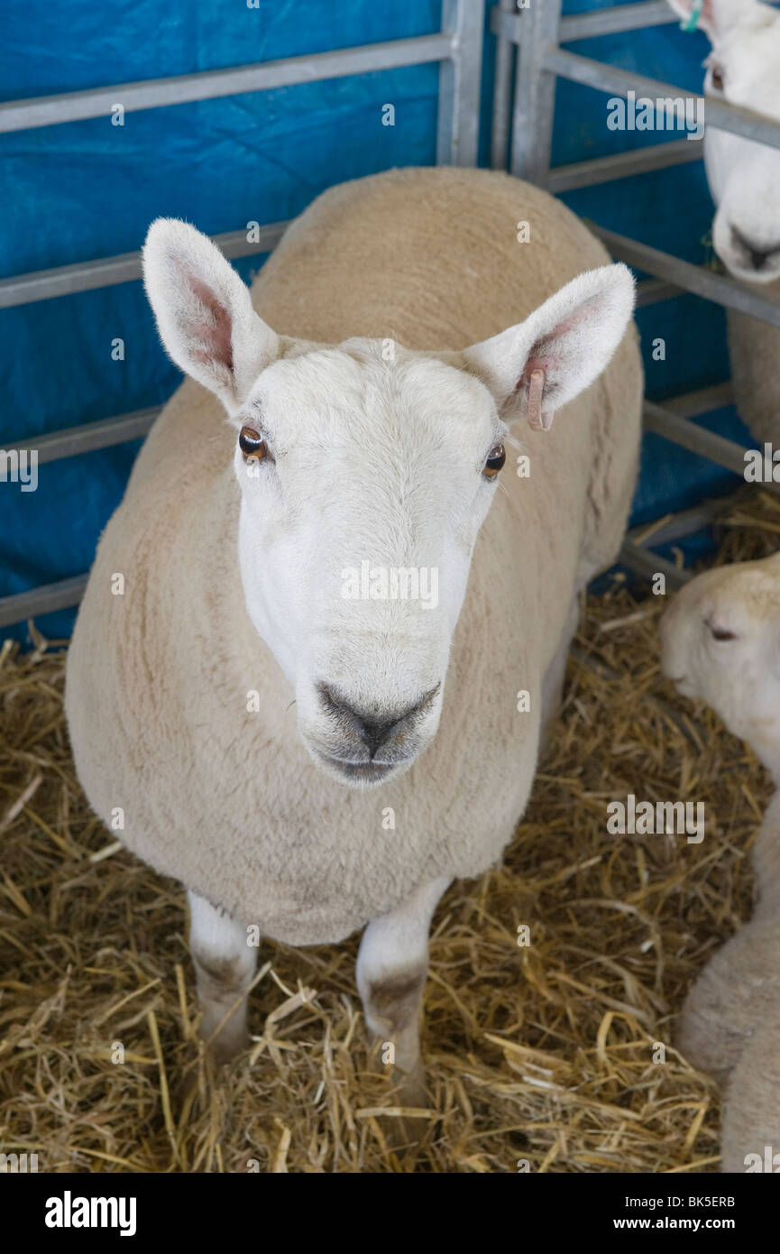 North Country Cheviot sheep in its pen at the Great Yorkshire Show ...