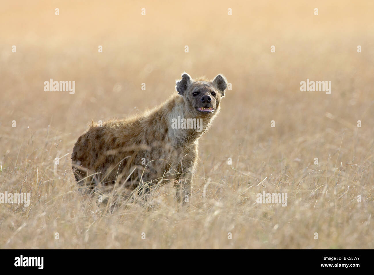 Spotted hyena (spotted hyaena) (Crocuta crocuta), Masai Mara National Reserve, Kenya, East Africa, Africa Stock Photo