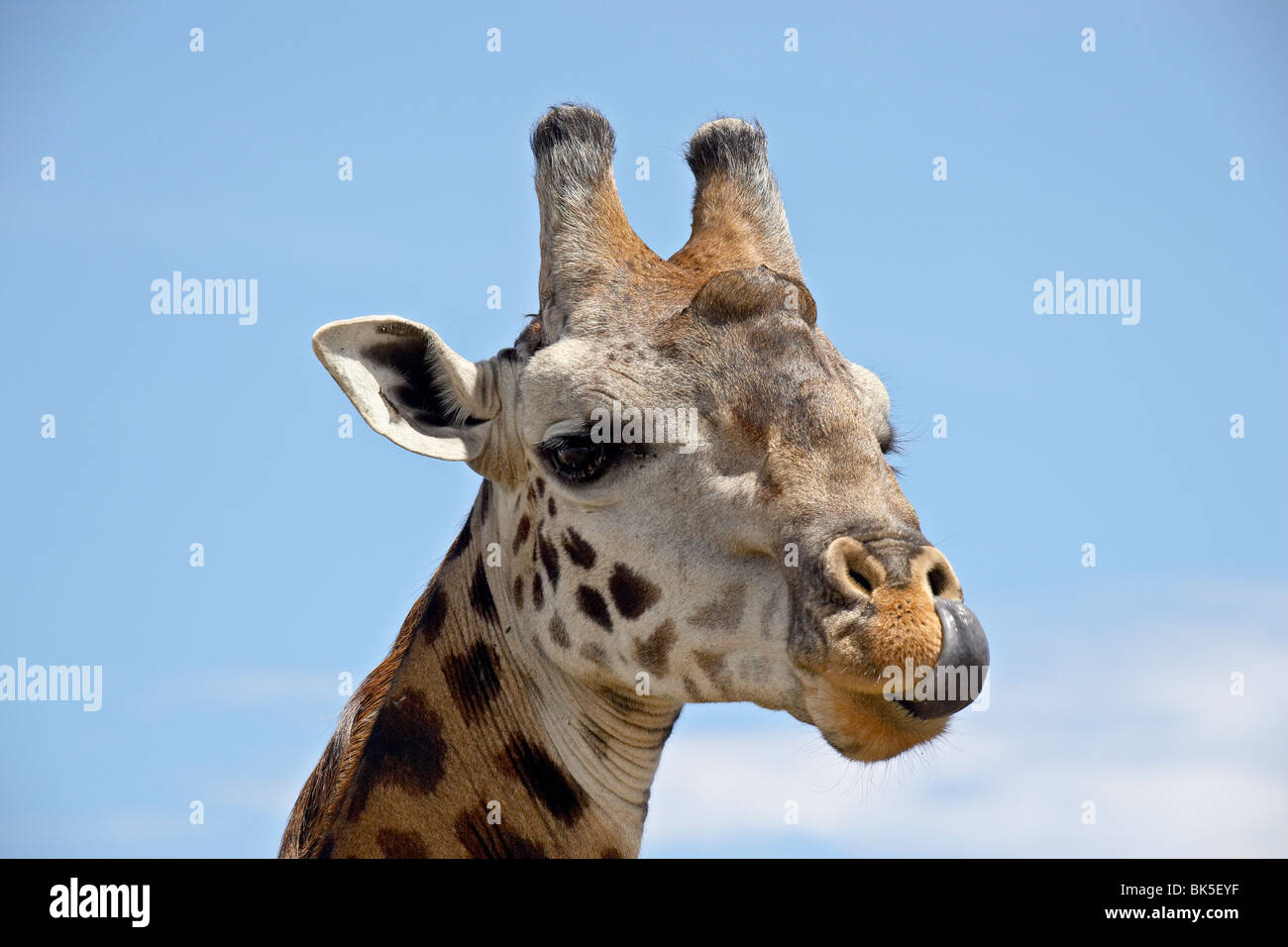 Giraffe Nose High Resolution Stock Photography and Images - Alamy