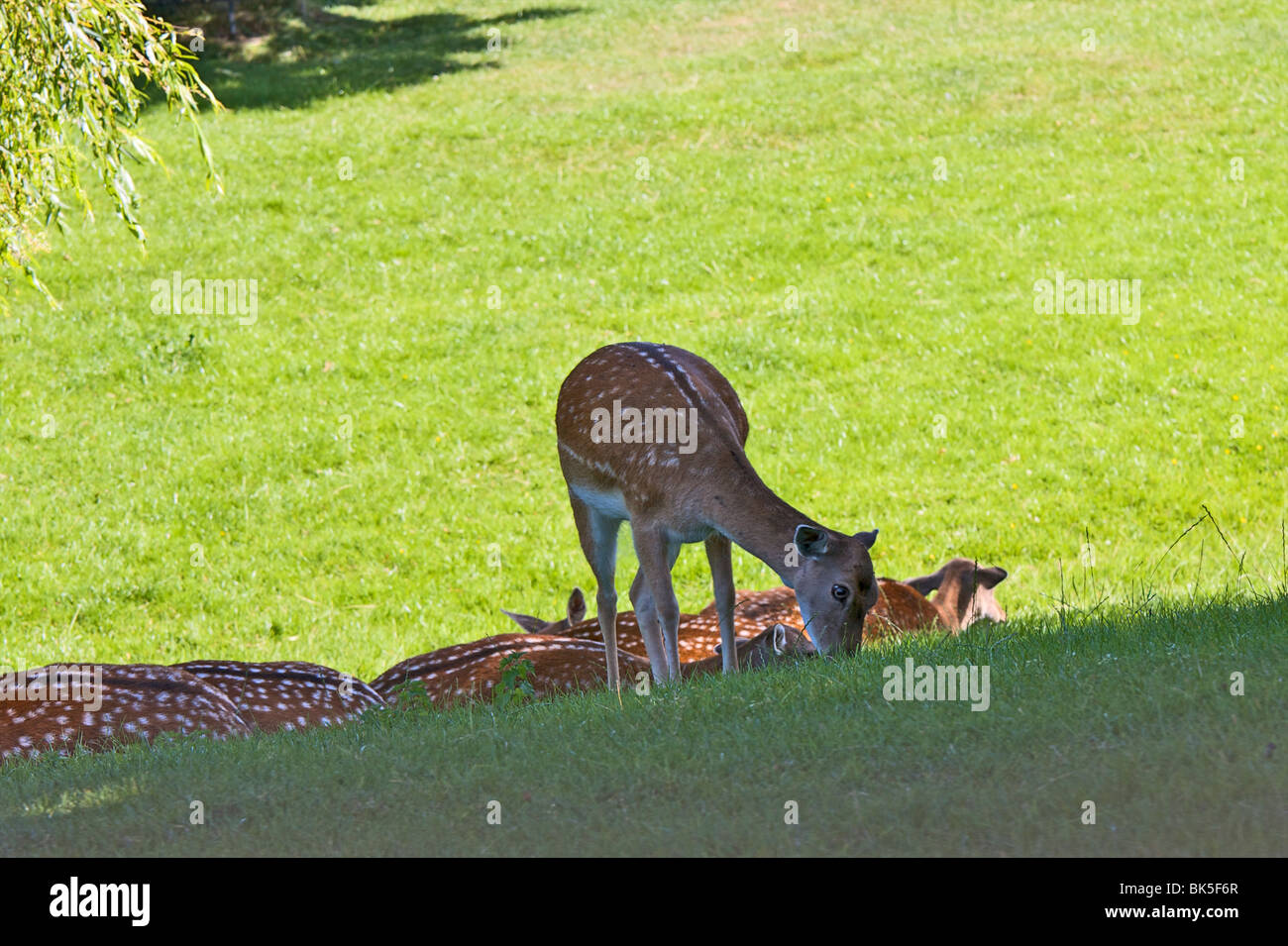Fallow deer, Golders Hill Park, bordering on Hampstead Heath, London, England, United Kingdom, Europe Stock Photo