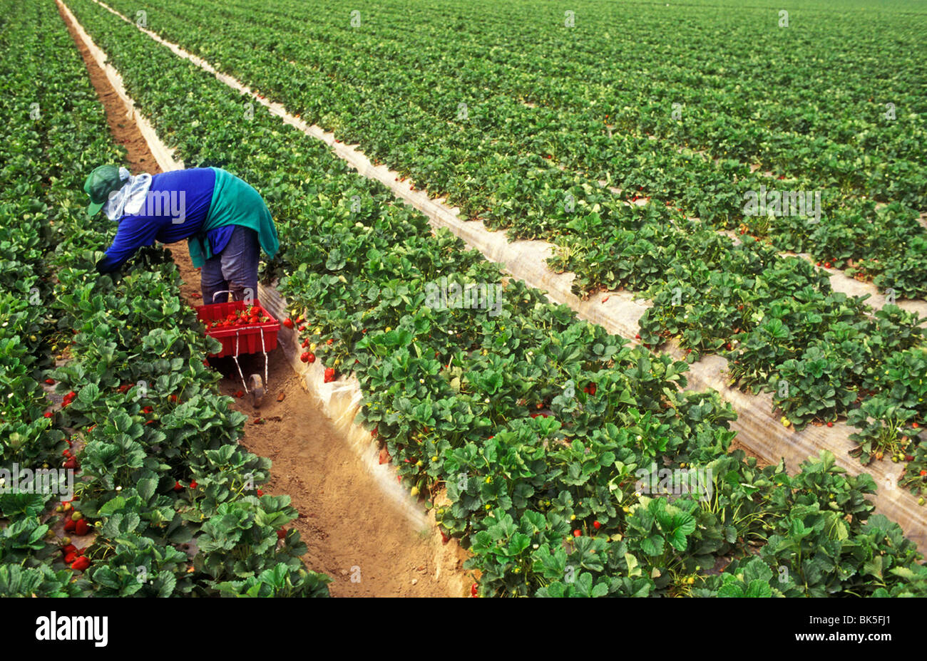 Migrant worker picking strawberries Stock Photo - Alamy