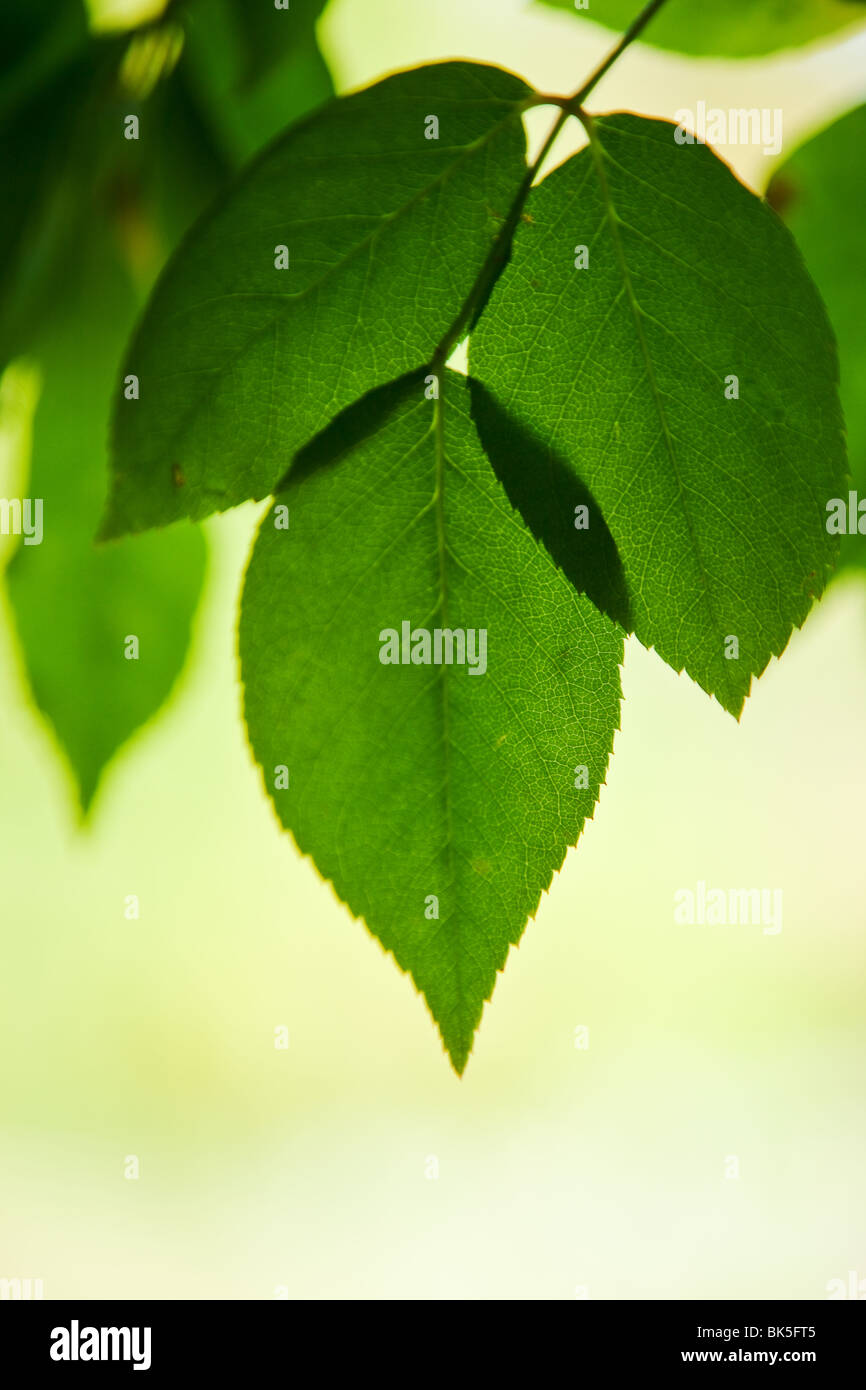 green leaves background Stock Photo