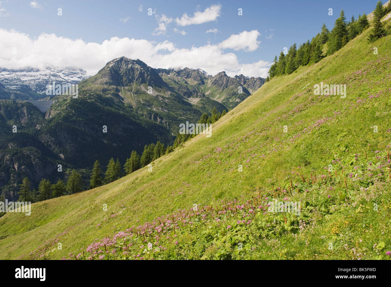 Summer flowers, Chamonix Valley, Rhone Alps, France, Europe Stock Photo