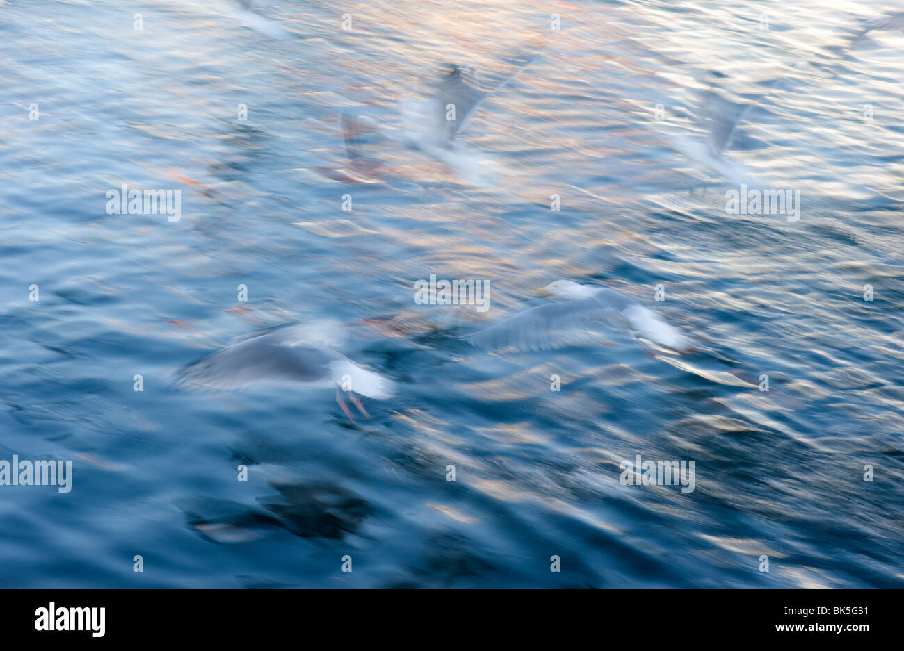 Seagulls, abstract and artistic concept Stock Photo