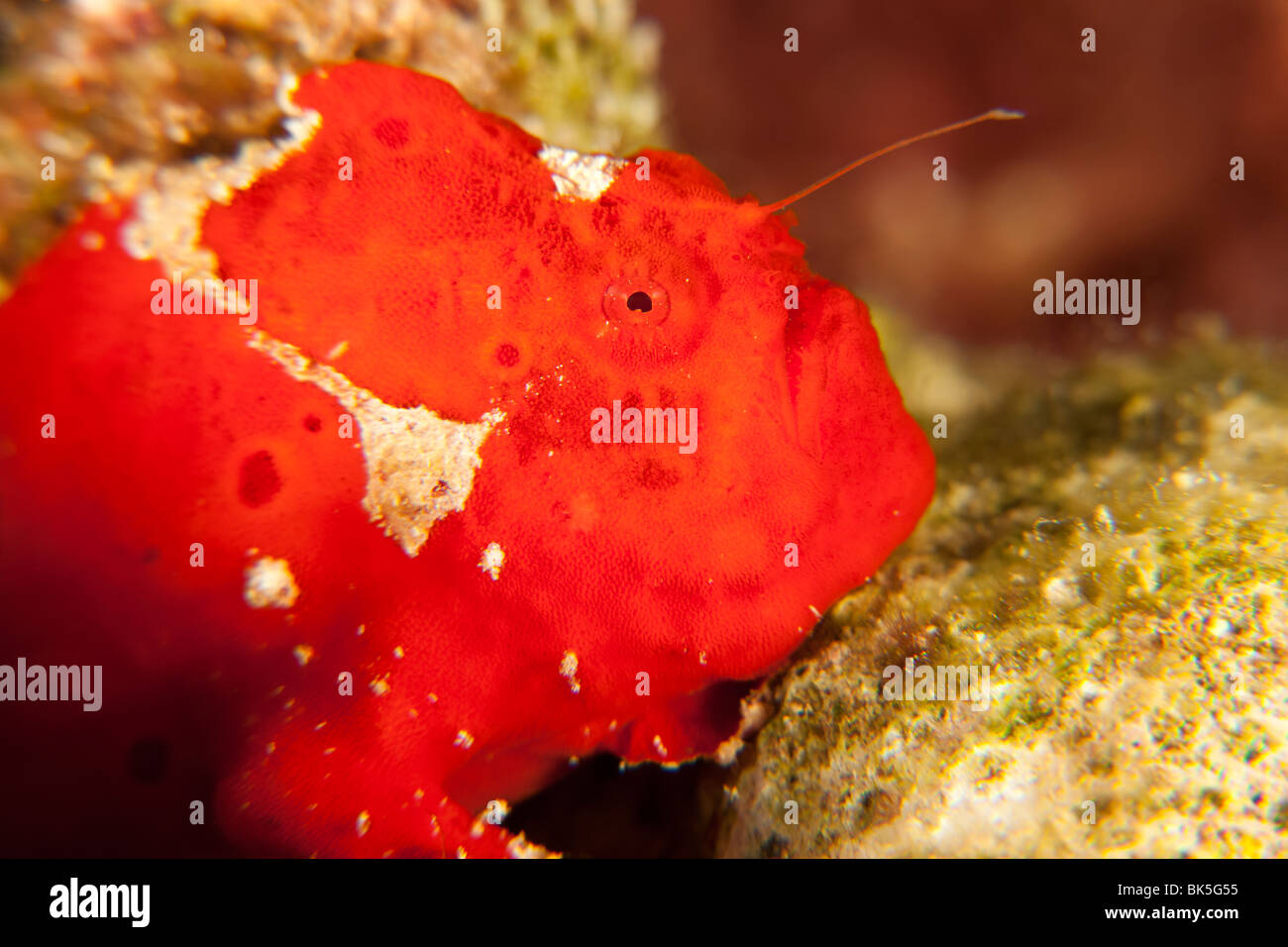 Longlure Frogfish (Antennarius multiocellatus), red phase fishing on coral with lure extended, Bonaire, Netherlands Antilles. Stock Photo